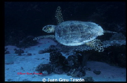 TORTUE by Juan Grau Tascón 